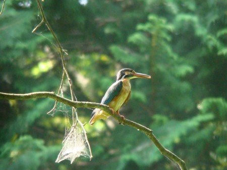 f:id:banbiyan:20090715133841j:image