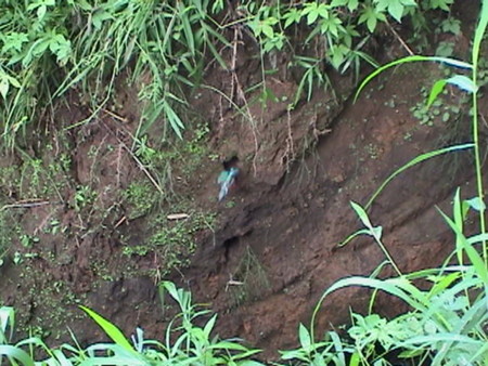 f:id:banbiyan:20090720062538j:image