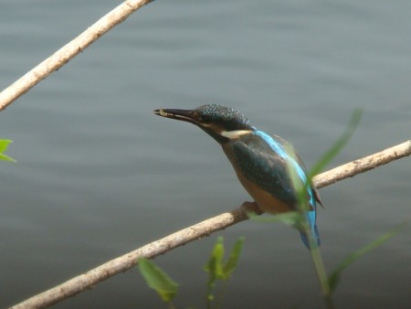 f:id:banbiyan:20090720131850j:image