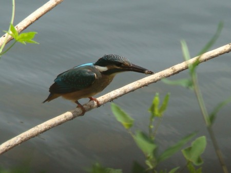 f:id:banbiyan:20090720131856j:image