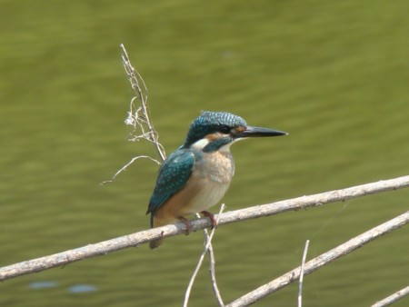 f:id:banbiyan:20090720131952j:image