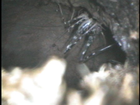 f:id:banbiyan:20090730053252j:image