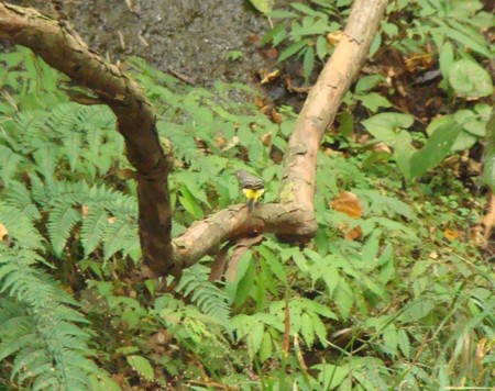 f:id:banbiyan:20090928094437j:image