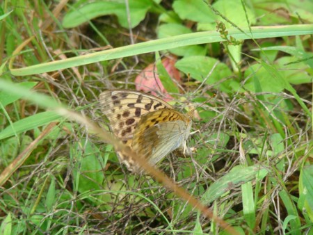 ミドリヒョウモン？