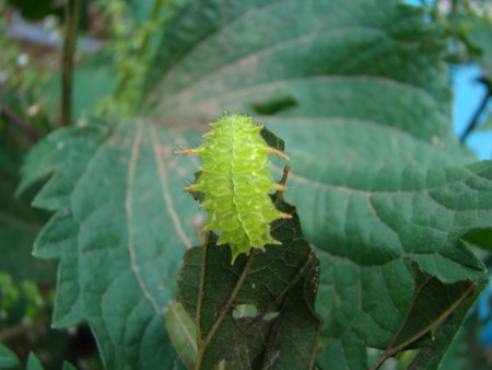 f:id:banbiyan:20091001084336j:image