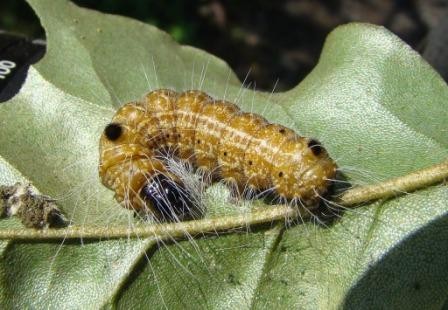 f:id:banbiyan:20091003092145j:image