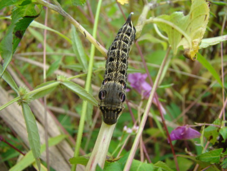 f:id:banbiyan:20091003105725j:image