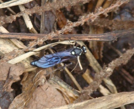 f:id:banbiyan:20091003120157j:image