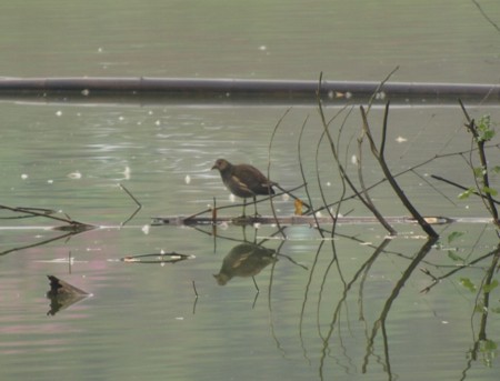 f:id:banbiyan:20091007064351j:image