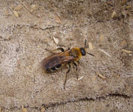 f:id:banbiyan:20091007084431j:image