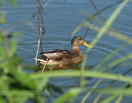 f:id:banbiyan:20091008135942j:image