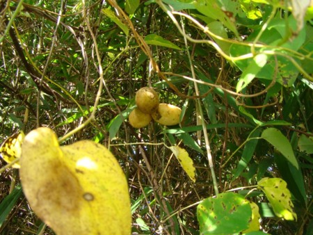 f:id:banbiyan:20091010074217j:image