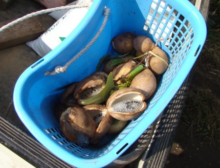 f:id:banbiyan:20091010074249j:image