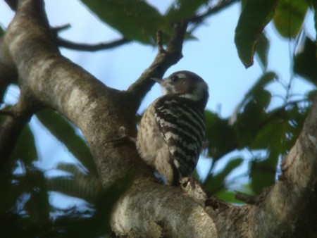 f:id:banbiyan:20091010091042j:image