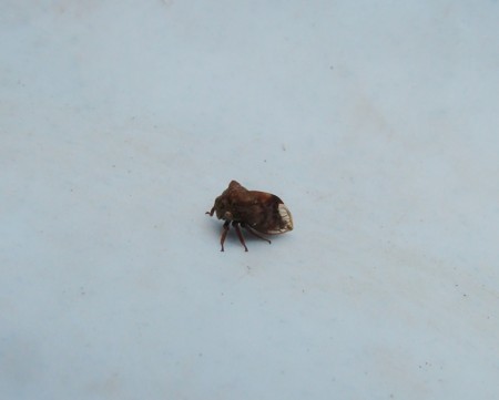 f:id:banbiyan:20091014114451j:image