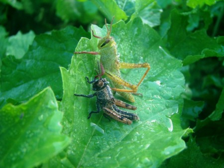 f:id:banbiyan:20091020072949j:image