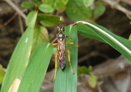 f:id:banbiyan:20091022150213j:image