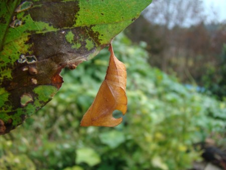 f:id:banbiyan:20091023085423j:image