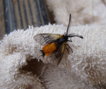 f:id:banbiyan:20091024151339j:image