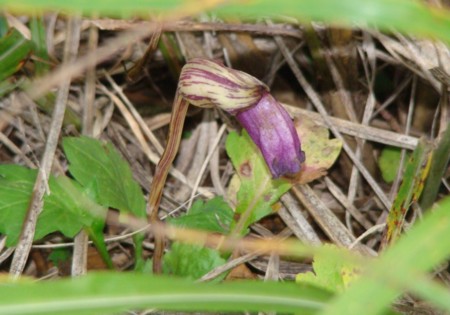 f:id:banbiyan:20091029162808j:image