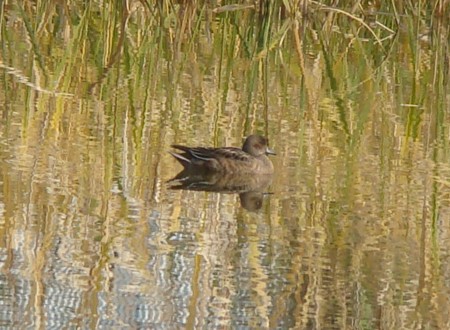 f:id:banbiyan:20091031134516j:image