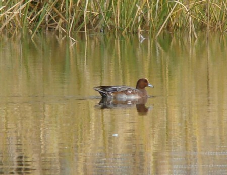 f:id:banbiyan:20091031135350j:image