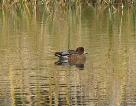 f:id:banbiyan:20091031135358j:image