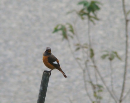 f:id:banbiyan:20091102064915j:image