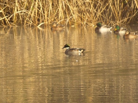 f:id:banbiyan:20091103070046j:image