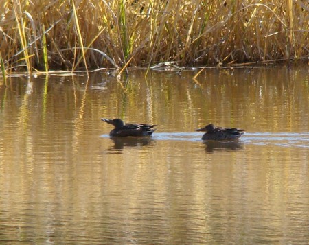 f:id:banbiyan:20091103093129j:image