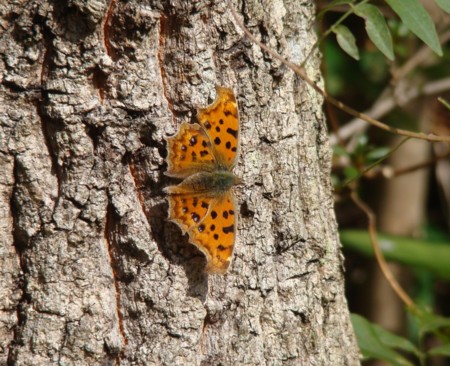 f:id:banbiyan:20091105105222j:image