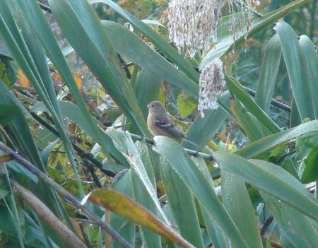 f:id:banbiyan:20091106071912j:image