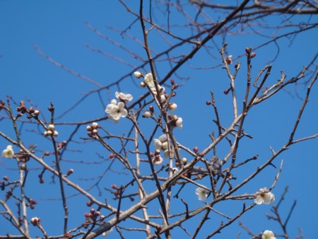 f:id:banbiyan:20100113143242j:image