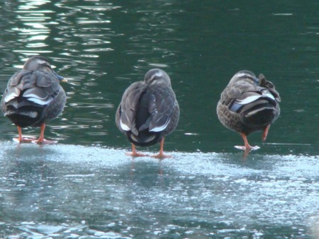 f:id:banbiyan:20100115081009j:image