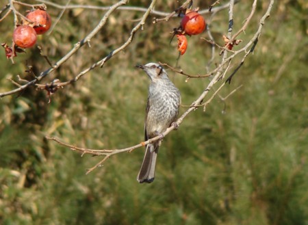 f:id:banbiyan:20100115084950j:image