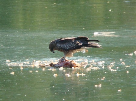 f:id:banbiyan:20100116131257j:image