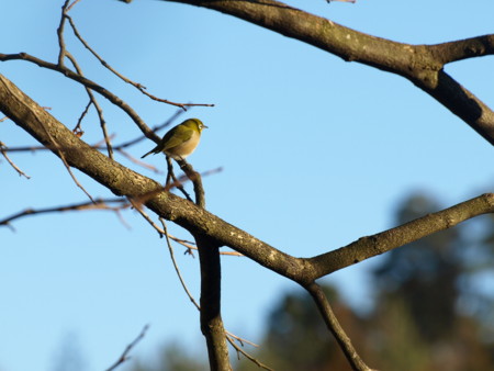 f:id:banbiyan:20100116155238j:image