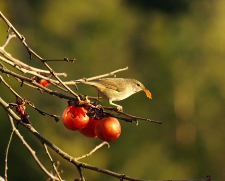 f:id:banbiyan:20100116155711j:image