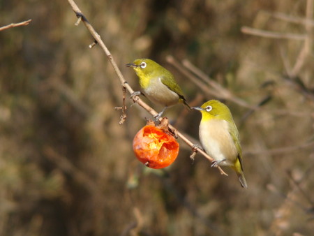 f:id:banbiyan:20100118083309j:image