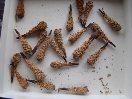 f:id:banbiyan:20100121140012j:image f:id:banbiyan:20100121140012j:image