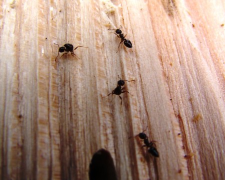 f:id:banbiyan:20100306104952j:image f:id:banbiyan:20100306104952j:image