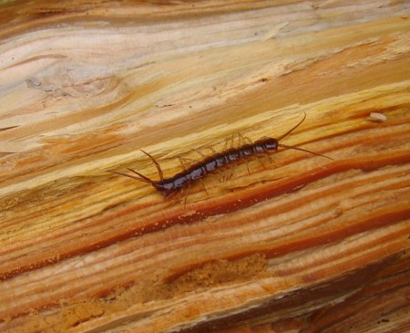 f:id:banbiyan:20100306110818j:image f:id:banbiyan:20100306110818j:image