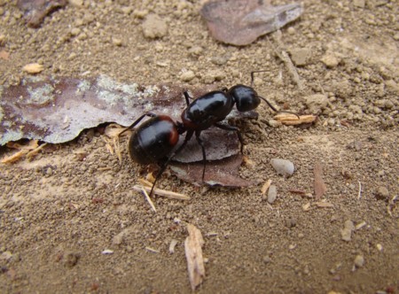 f:id:banbiyan:20100306111224j:image f:id:banbiyan:20100306111224j:image