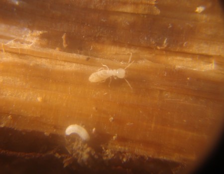 f:id:banbiyan:20100313072122j:image f:id:banbiyan:20100313072122j:image