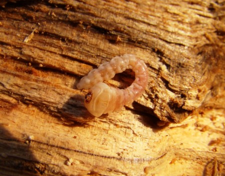 f:id:banbiyan:20100313072652j:image f:id:banbiyan:20100313072652j:image