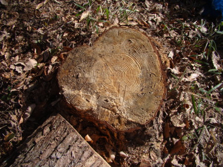 f:id:banbiyan:20100322082823j:image