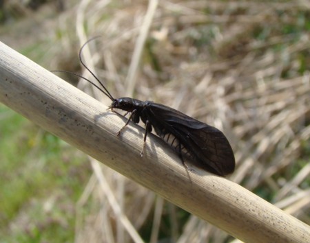 f:id:banbiyan:20100502113448j:image