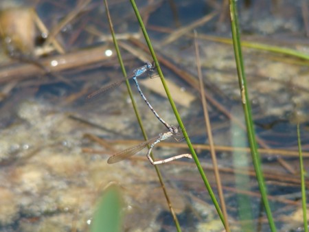 f:id:banbiyan:20100502121723j:image