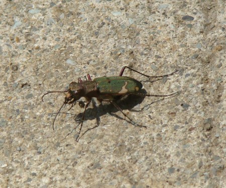 f:id:banbiyan:20100502122303j:image