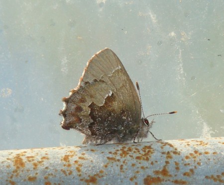 f:id:banbiyan:20100503151126j:image